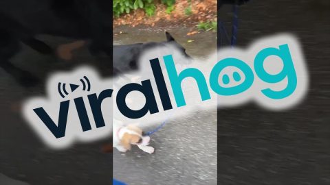 Stumpy the Shepherd Walks Stains the Hound || ViralHog