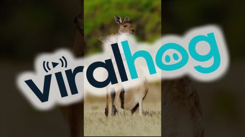 Kangaroo Mom Embraces Her Baby || ViralHog