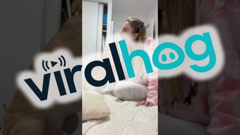 Doggy Doesn't Want Kisses || ViralHog