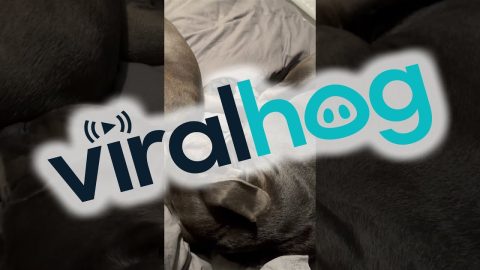 Stinky Snores For Sleeping Dog || ViralHog