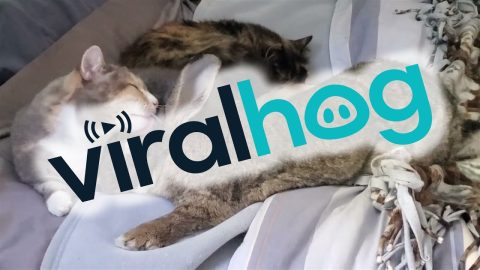 Sunday Morning Snuggle Session || ViralHog