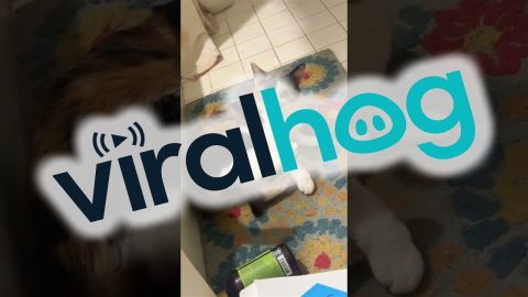 Cat's Back Foot Is Her Worst Enemy || ViralHog