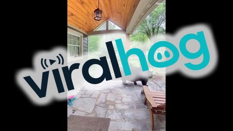 Large Bear Ready to Hibernate Lumbers Across Porch || ViralHog