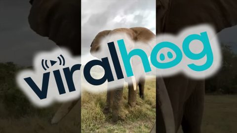 Up-Close Encounter With an African Elephant || ViralHog