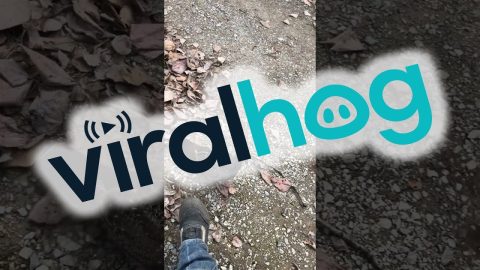 Ornery Blue Grouse Chases Man || ViralHog