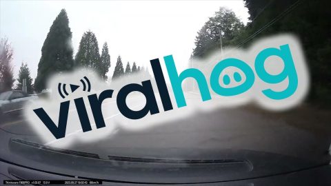 Near Miss With Slow-Crossing Car || ViralHog