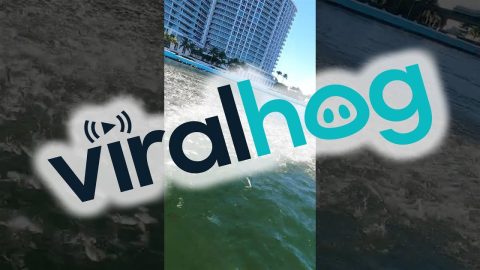 School of Fish Flocks to the Surface || ViralHog
