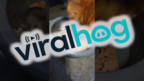 Mouse Helps Itself to Cat's Food || ViralHog