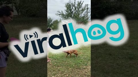 Frisbee Toss Goes The Wrong Way || ViralHog
