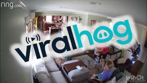 Stray Dog Makes Itself at Home || ViralHog