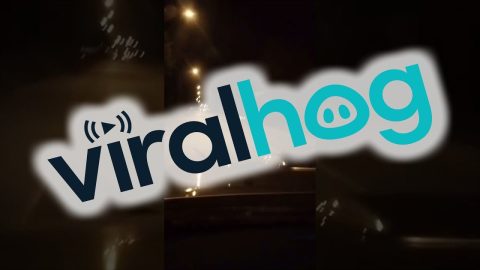Snake Hitches a Ride on Moving Vehicle || ViralHog