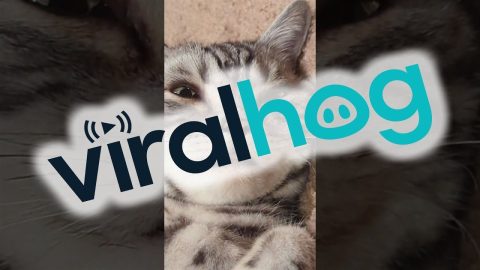 Purring Cat Is the Face of Pure Bliss || ViralHog