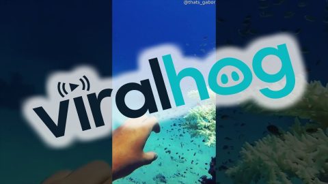 Fish Disappear on Cue || ViralHog