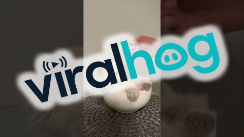 Fluffy Soup || ViralHog