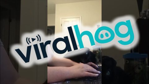 Cat Owner's Work-From-Home Woes || ViralHog