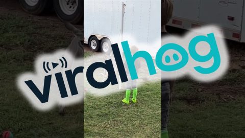 Tetherball With A Kangaroo || ViralHog