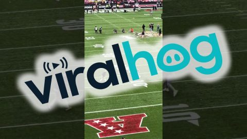 Dog Runs Around Cleveland Stadium || ViralHog