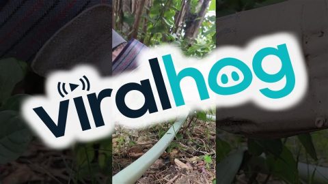 Squirrel Rescued After Getting Stuck in Gutter || ViralHog