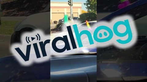 An Adult Unicorn In The Wild || ViralHog