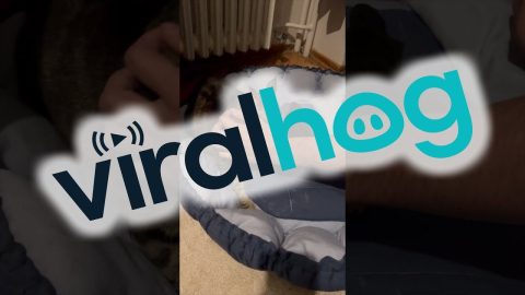 Jealous Cat Swats At Hands || ViralHog