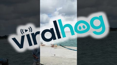 Dog Helps Pull Giant Rope || ViralHog
