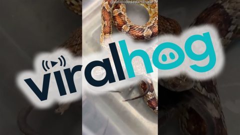Two-headed Corn Snake Eats Mice || ViralHog