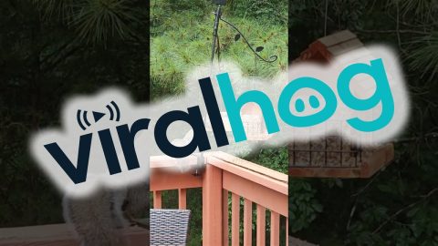 Squirrel Eats Spicy Birdseed || ViralHog