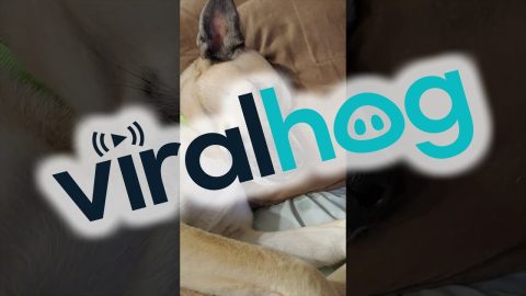 Something Was Tasty in That Head of Hers || ViralHog