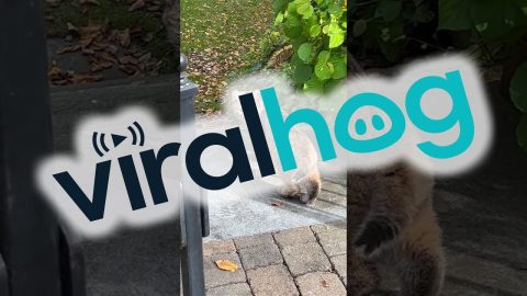 Baby Bobcat in Bedford || ViralHog