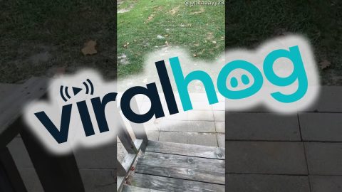 Privacy Fence Gets The Landlord Special || ViralHog