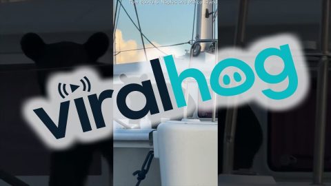 Bear Spotted on Boat || ViralHog