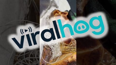 Turtle Rescued From Strangling Fishing Line || ViralHog