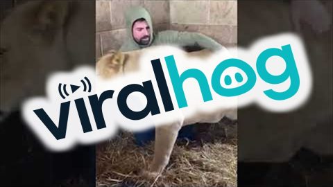 Man Is Best Friends With a Lioness || ViralHog