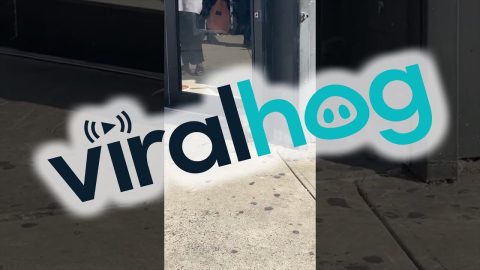 Biggest Opossum In Brooklyn || ViralHog