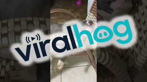 Precious Pitbull Sleeps Soundly on Chair || ViralHog