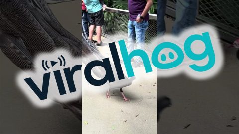 A Very Flirtatious Pheasant || ViralHog