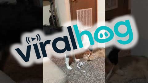 He Wants To Befriend The Cat || ViralHog
