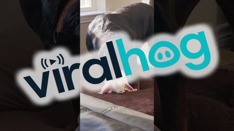 Rottweiler Licks Rabbit Friend || ViralHog
