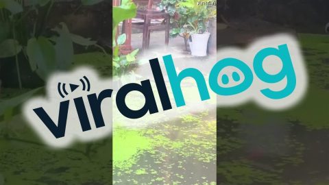 Turtle's Little Legs Aren't Enough to Get Out of the Pond || ViralHog