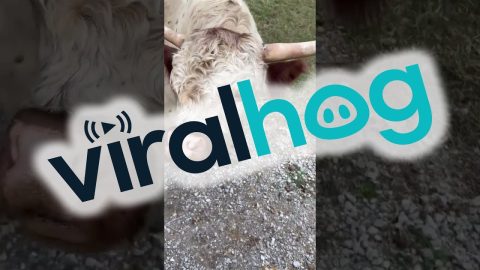Cow Surprised at Gross Smell || ViralHog