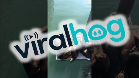 Sea Lions Squeeze Onto Dock for Naptime || ViralHog
