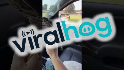 Falcon Flies Along With Driver || ViralHog