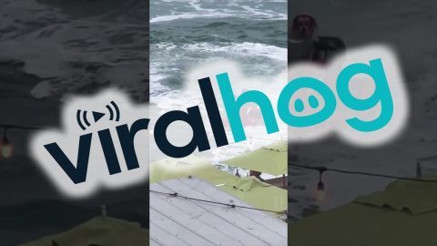 Will Do Jetski Tricks For Treats || ViralHog