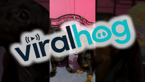 Dachshund Munchin' on That Long Ear || ViralHog