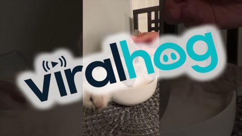 The Cutest Little Soup || ViralHog