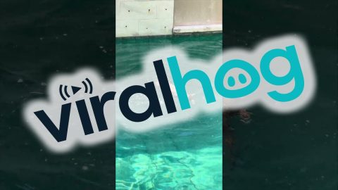Splash the Otter Does the Crocodile Twist || ViralHog
