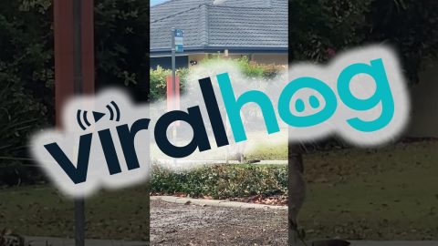 Kangaroo Waits For The Kangaroo Bus || ViralHog