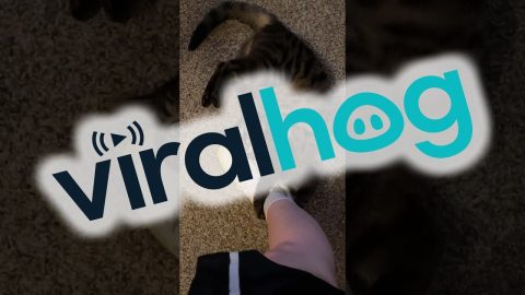 Silly Cat Bends And Scratches || ViralHog