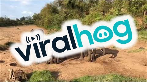 African Elephants Quench Their Thirsts in a Dry Riverbed || ViralHog
