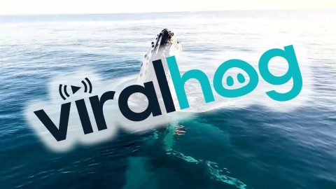 Epic Whale Encounter || ViralHog